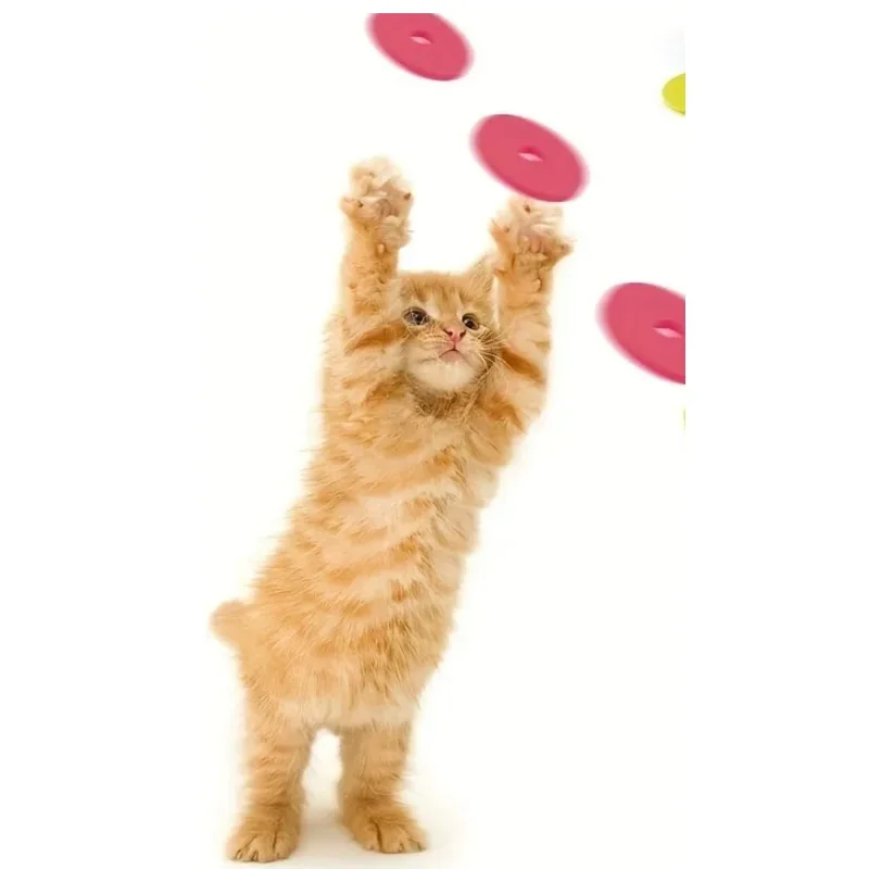 Lustige Katzenspielzeuge Kreat – Frisbee Freestyle Disc Bewertung und Preis